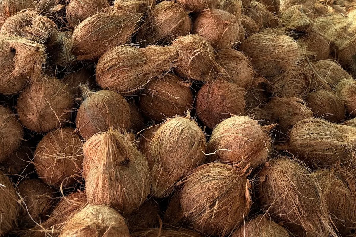 Coconuts
